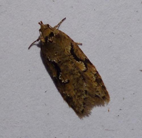 Réf. 252 851 : Semioscopis steinkellneriana